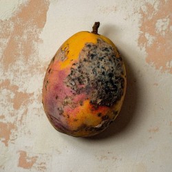 Black Mango Extrait ExtrêMe - BORNTOSTANDOUT
