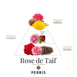 Rose de Taif - Perris Monte Carlo