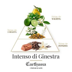 Intenso di Ginestra - Carthusia