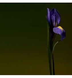 Iris Shot - Olfactive Studio